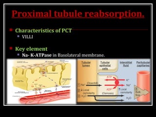Proximal tubule reabsorption.
 Characteristics of PCT
 VILLI
 Key element
 Na- K-ATPase in Basolateral membrane.
 