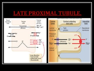 LATE PROXIMAL TUBULE.
 