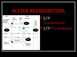 WATER REABSORPTION.
 2/3rd
Transcellular
 1/3rd
Paracellular.
 