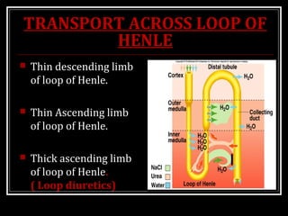 TRANSPORT ACROSS LOOP OF
HENLE
 Thin descending limb
of loop of Henle.
 Thin Ascending limb
of loop of Henle.
 Thick ascending limb
of loop of Henle.
( Loop diuretics)
 