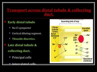 Transport across distal tubule & collecting
duct.
 Early distal tubule
 Na-Cl symporter
 Cortical diluting segment.
 Thiazide diuretics.
 Late distal tubule &
collecting duct.
 Principal cells
 Intercalated cells.
 