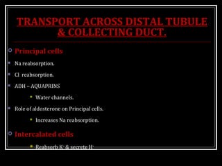TRANSPORT ACROSS DISTAL TUBULE
& COLLECTING DUCT.
 Principal cells
 Na reabsorption.
 Cl reabsorption.
 ADH – AQUAPRINS
 Water channels.
 Role of aldosterone on Principal cells.
 Increases Na reabsorption.
 Intercalated cells
 Reabsorb K+
& secrete H+
 