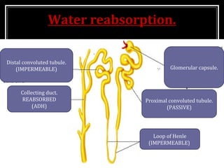 Water reabsorption.
11
Proximal convoluted tubule.
(PASSIVE)
Loop of Henle
(IMPERMEABLE)
Distal convoluted tubule.
(IMPERMEABLE)
Collecting duct.
REABSORBED
(ADH)
Glomerular capsule.
 