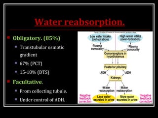 Water reabsorption.
 Obligatory. (85%)
 Transtubular osmotic
gradient
 67% (PCT)
 15-18% (DTS)
 Facultative.
 From collecting tubule.
 Under control of ADH.
 