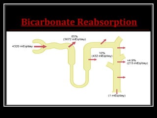 Bicarbonate Reabsorption
 