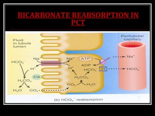 BICARBONATE REABSORPTION IN
PCT
 