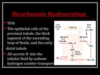 Bicarbonate Reabsorption
 95%
 The epithelial cells of the
proximal tubule, the thick
segment of the ascending
loop of Henle, and the early
distal tubule
 All secrete H+
into the
tubular fluid by sodium-
hydrogen counter-transport
 