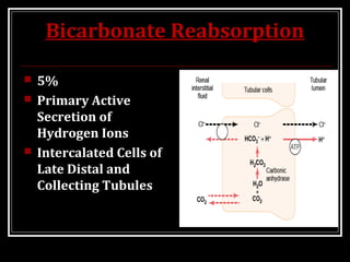Bicarbonate Reabsorption
 5%
 Primary Active
Secretion of
Hydrogen Ions
 Intercalated Cells of
Late Distal and
Collecting Tubules
 