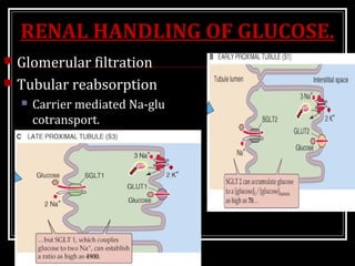 RENAL HANDLING OF GLUCOSE.
 Glomerular filtration
 Tubular reabsorption
 Carrier mediated Na-glu
cotransport.
 Facilitated diffusion.
 