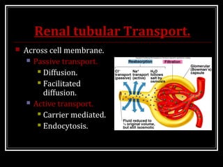 Renal tubular Transport.
 Across cell membrane.
 Passive transport.
 Diffusion.
 Facilitated
diffusion.
 Active transport.
 Carrier mediated.
 Endocytosis.
 