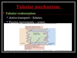 Tubular mechanism.
 Tubular reabsorption
 Active transport – Solutes.
 Passive movements -- water.
 