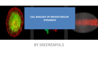 CELL BIOLOGY OF MICROTUBULIN 
DYNAMICS 
BY SREEREMYA.S 
 