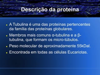 Descrição da proteína

   A Tubulina é uma das proteínas pertencentes
    da família das proteínas globulares.
   Membros mais comuns α-tubulina e a β-
    tubulina, que formam os micro-túbulos.
   Peso molecular de aproximadamente 55kDal.
   Encontrada em todas as células Eucariotas.
 