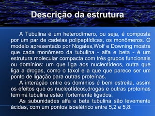 Descrição da estrutura

    A Tubulina é um heterodímero, ou seja, é composta
por um par de cadeias polipeptídicas, os monômeros. O
modelo apresentado por Nogales,Wolf e Downing mostra
que cada monômero da tubulina - alfa e beta - é um
estrutura molecular compacta com três grupos funcionais
ou domínios: um que liga aos nucleotídeos, outra que
liga a drogas, como o taxol e a que que parece ser um
ponto de ligação para outras proteínas.
    A interação entre os domínios é bem estreita, assim
os efeitos que os nucleotídeos,drogas e outras proteínas
tem na tubulina estão fortemente ligados.
    As subunidades alfa e beta tubulina são levemente
ácidas, com um pontos isoelétrico entre 5,2 e 5,8.
 