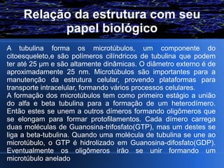 Relação da estrutura com seu
           papel biológico
A tubulina forma os microtúbulos, um componente do
citoesqueleto,e são polímeros cilíndricos de tubulina que podem
ter até 25 µm e são altamente dinâmicas. O diâmetro externo é de
aproximadamente 25 nm. Microtúbulos são importantes para a
manutenção da estrutura celular, provendo plataformas para
transporte intracelular, formando vários processos celulares.
A formação dos microtúbulos tem como primeiro estágio a união
do alfa e beta tubulina para a formação de um heterodímero.
Então estes se unem a outros dímeros formando oligômeros que
se elongam para formar protofilamentos. Cada dímero carrega
duas moléculas de Guanosina-trifosfato(GTP), mas um destes se
liga a beta-tubulina. Quando uma molécula de tubulina se une ao
microtúbulo, o GTP é hidrolizado em Guanosina-difosfato(GDP).
Eventualmente os oligômeros irão se unir formando um
microtúbulo anelado
 