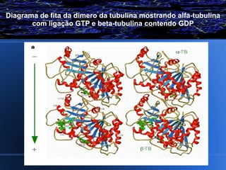 Diagrama de fita da dímero da tubulina mostrando alfa-tubulina
       com ligação GTP e beta-tubulina contendo GDP
 