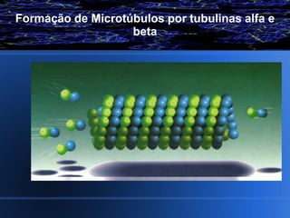 Formação de Microtúbulos por tubulinas alfa e
                   beta
 