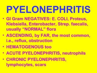 PYELONEPHRITIS
• GI Gram NEGATIVES: E. COLI, Proteus,
Klebsiella, Enterobacter, Strep. faecalis,
usually “NORMAL” flora
• ASCENDING, by FAR, the most common,
i.e., reflux, obstruction
• HEMATOGENOUS too
• ACUTE PYELONEPHRITIS, neutrophils
• CHRONIC PYELONEPHRITIS,
lymphocytes, scars
 
