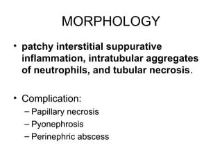 MORPHOLOGY
• patchy interstitial suppurative
inflammation, intratubular aggregates
of neutrophils, and tubular necrosis.
• Complication:
– Papillary necrosis
– Pyonephrosis
– Perinephric abscess
 