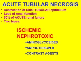ACUTE TUBULAR NECROSIS
• Destruction of renal TUBULAR epithelium
• Loss of renal function
• 50% of ACUTE renal failure
• Two types:
ISCHEMIC
NEPHROTOXIC
-AMINOGLYCOSIDES
-AMPHOTERICIN B
-CONTRAST AGENTS
 