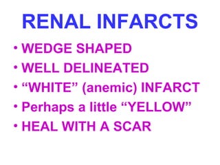 RENAL INFARCTS
• WEDGE SHAPED
• WELL DELINEATED
• “WHITE” (anemic) INFARCT
• Perhaps a little “YELLOW”
• HEAL WITH A SCAR
 