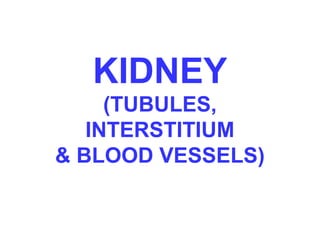 KIDNEY
(TUBULES,
INTERSTITIUM
& BLOOD VESSELS)
 