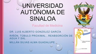 UNIVERSIDAD
AUTÓNOMA DE
SINALOA
DR. LUIS ALBERTO GONZÁLEZ GARCÍA
RIÑÓN, TÚBULO PROXIMAL , REABSORCIÓN DE
AGUA Y SAL
MILLÁN SILVAS ALMA GUADALUPE
Facultad de Medicina
 