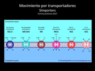 Movimiento por transportadores
Simporters
Familia proteínas SGLT
 