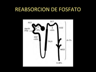 REABSORCION DE FOSFATO
 