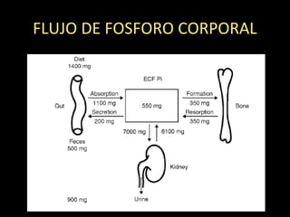 FLUJO DE FOSFORO CORPORAL
 