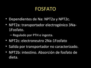 FOSFATO
• Dependientes de Na: NPT2a y NPT2c.
• NPT2a: transportador electrogénico 3Na-
1Fosfato.
– Regulado por PTH e ingesta.
• NPT2c: electroneutro 2Na-1Fosfato
• Salida por transportador no caracterizado.
• NPT2b: intestino. Absorción de fosfato de
dieta.
 