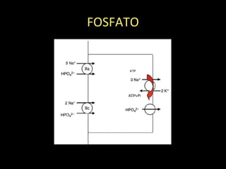 FOSFATO
 