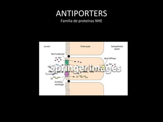 ANTIPORTERS
Familia de proteínas NHE
 