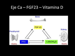 Eje Ca – FGF23 – Vitamina D
 