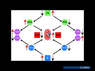 Regulation of serum phosphate (P) homeostasis: interface with serum calcium (Ca)
homeostasis at the kidney.
Peacock M CJASN 2010;5:S23-S30
©2010 by American Society of Nephrology
 