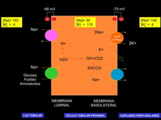 Na/K
ATPasa
MEMBRANA
LUMINAL
MEMBRANA
BASOLATERAL
3Na+
2K+
K+
OH+CO2
3HCO3-
Na+
H2O
H+
Na+
Na+
Glucosa
Fosfato
Aminoácidos
- -+ +
-66 mV -70 mV
[Na]= 145
[K] = 4
[Na]= 145
[K] = 4
[Na]= 30
[K] = 110
LUZ TUBULAR CAPILARES PERITUBULARESCÉLULA TUBULAR PROXIMAL
 