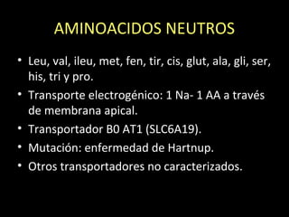 AMINOACIDOS NEUTROS
• Leu, val, ileu, met, fen, tir, cis, glut, ala, gli, ser,
his, tri y pro.
• Transporte electrogénico: 1 Na- 1 AA a través
de membrana apical.
• Transportador B0 AT1 (SLC6A19).
• Mutación: enfermedad de Hartnup.
• Otros transportadores no caracterizados.
 
