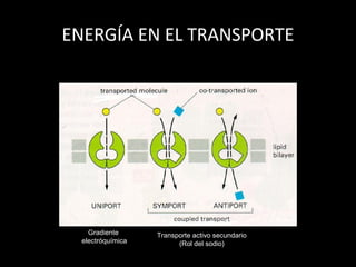 ENERGÍA EN EL TRANSPORTE
Gradiente
electróquímica
Transporte activo secundario
(Rol del sodio)
 