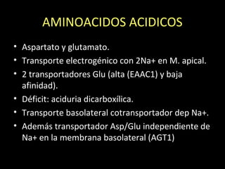 AMINOACIDOS ACIDICOS
• Aspartato y glutamato.
• Transporte electrogénico con 2Na+ en M. apical.
• 2 transportadores Glu (alta (EAAC1) y baja
afinidad).
• Déficit: aciduria dicarboxílica.
• Transporte basolateral cotransportador dep Na+.
• Además transportador Asp/Glu independiente de
Na+ en la membrana basolateral (AGT1)
 