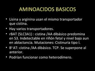 AMINOACIDOS BASICOS
• Lisina y arginina usan el mismo transportador
que cistina.
• Hay varios transportadores.
• rBAT (SLC3A1) : cistina /AA dibásico predomina
en S3. Indetectable en riñón fetal y nivel bajo aun
en ablactancia. Mutaciones: Cistinuria tipo I.
• B0+
AT: cistina /AA dibásico. TCP. Se superpone al
anterior.
• Podrían funcionar como heterodímero.
 