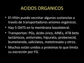 ACIDOS ORGANICOS
• El riñón puede secretar algunas sustancias a
través de transportadores aniones orgánicos.
• Hay 5 OATS en la membrana basolateral.
• Transportan: PGs, ácido úrico, AINEs, ATB beta
lactámicos, antivirales, hipurato, probenecid,
bumetanida, salicilatos, metotrexato y otros.
• Muchos están unidos a proteínas lo que limita
su excreción por FG.
 