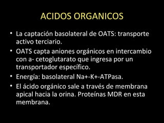 ACIDOS ORGANICOS
• La captación basolateral de OATS: transporte
activo terciario.
• OATS capta aniones orgánicos en intercambio
con a- cetoglutarato que ingresa por un
transportador específico.
• Energía: basolateral Na+-K+-ATPasa.
• El ácido orgánico sale a través de membrana
apical hacia la orina. Proteínas MDR en esta
membrana.
 