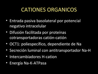 CATIONES ORGANICOS
• Entrada pasiva basolateral por potencial
negativo intracelular
• Difusión facilitada por proteínas
cotransportadoras catión-catión
• OCT1: poliespecífico, dependiente de Na
• Secreción luminal con antitransportador Na-H
• Intercambiadores H-cation
• Energía Na-K-ATPasa
 