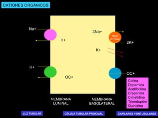 Na/K
ATPasa
MEMBRANA
LUMINAL
MEMBRANA
BASOLATERAL
3Na+
2K+
H+
Na+
LUZ TUBULAR CAPILARES PERITUBULARESCÉLULA TUBULAR PROXIMAL
H+
OC+
OC+
Colina
Dopamina
Acetilcolina
Creatinina
Cimetidina
Trimetoprim
Quinidina
K+
CATIONES ORGÁNICOS
 