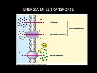 ENERGÍA EN EL TRANSPORTE
Gradiente electroquímica
ATPasas
 