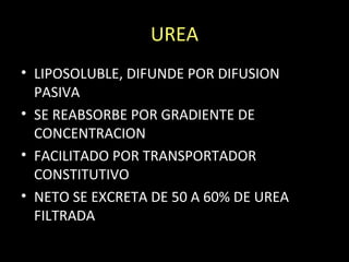 UREA
• LIPOSOLUBLE, DIFUNDE POR DIFUSION
PASIVA
• SE REABSORBE POR GRADIENTE DE
CONCENTRACION
• FACILITADO POR TRANSPORTADOR
CONSTITUTIVO
• NETO SE EXCRETA DE 50 A 60% DE UREA
FILTRADA
 