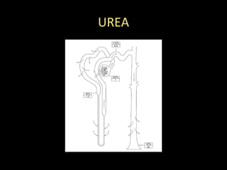 UREA
 