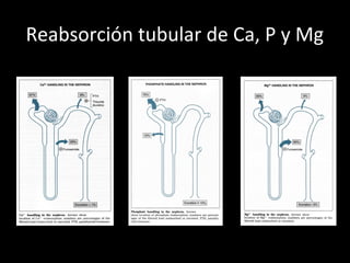 Reabsorción tubular de Ca, P y Mg
 