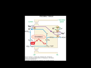 Tubulo proximal upch