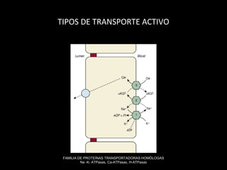 TIPOS DE TRANSPORTE ACTIVO
FAMILIA DE PROTEÍNAS TRANSPORTADORAS HOMÓLOGAS
Na -K- ATPasas, Ca-ATPasas, H-ATPasas
 
